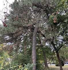 Austrian Pine summer
