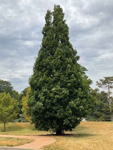 Crimson Spire Oak summer