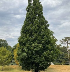Crimson Spire Oak summer