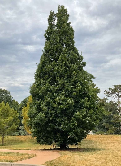 Crimson Spire Oak summer