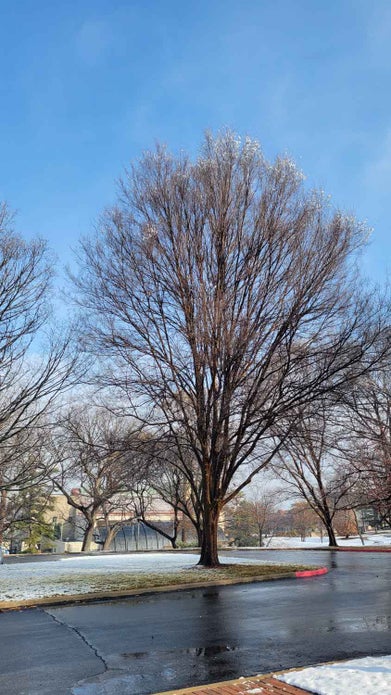 Lacebark Elm winter