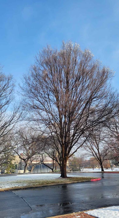 Lacebark Elm winter