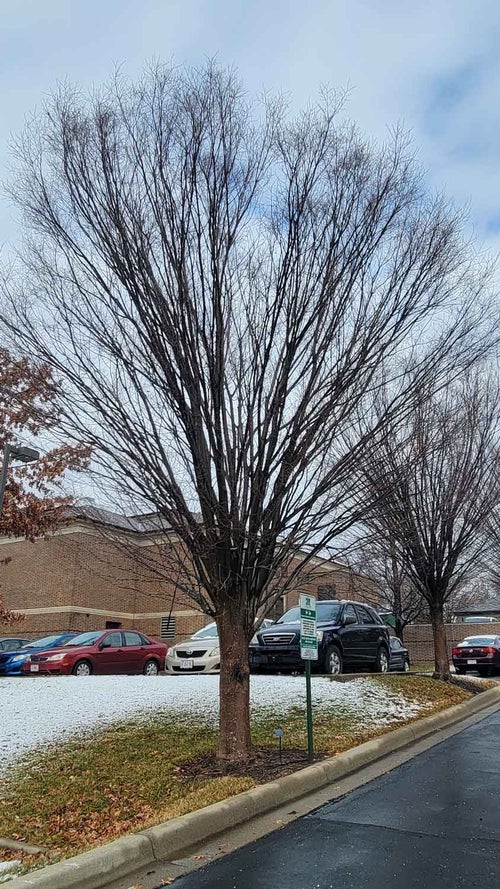 Japanese Zelkova wnter