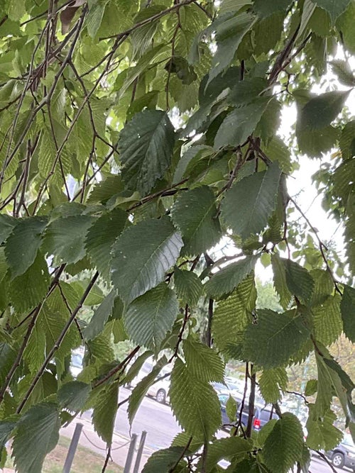 American Elm leaf