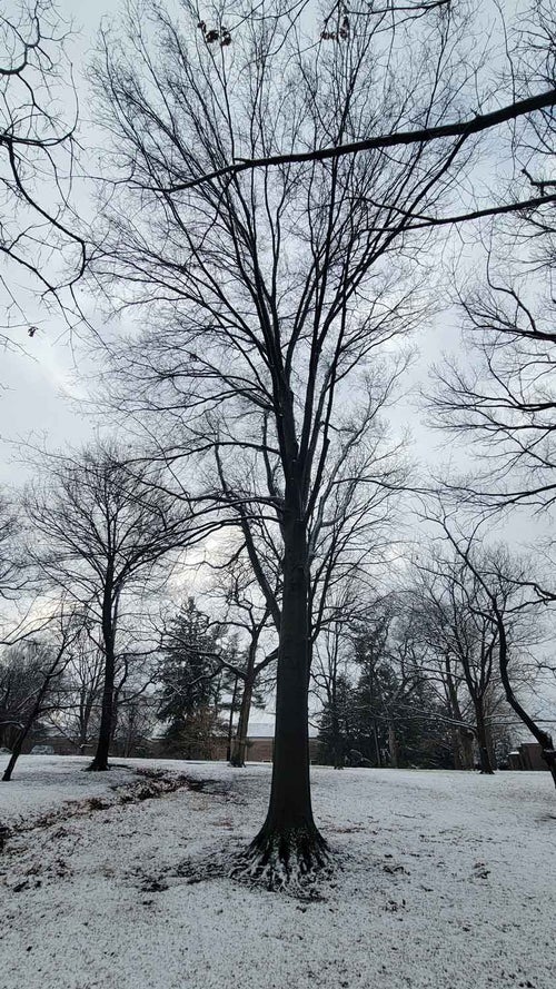 Texas Red Oak winter