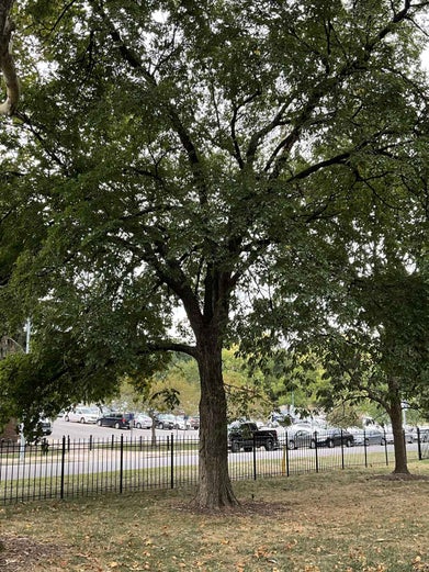 American Elm summer