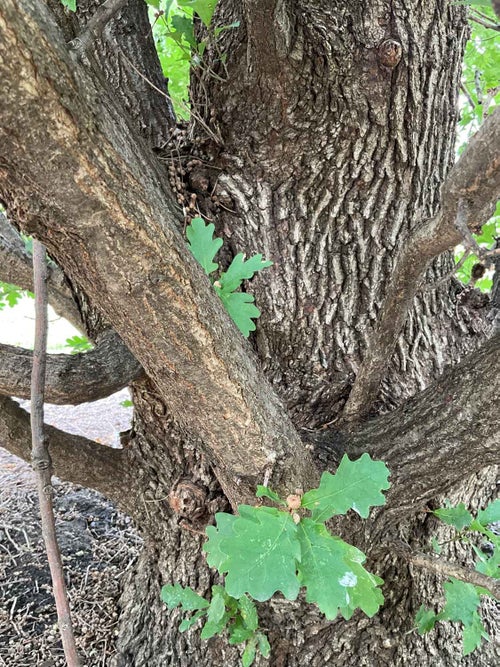 Crimson Spire Oak bark