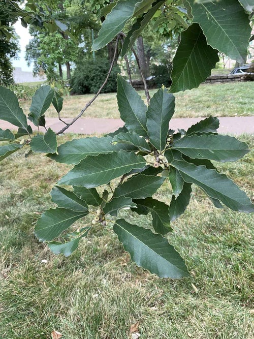 Chinkapin Oak leaf