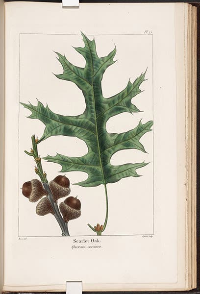 Scarlet Oak, Quercus coccinea, hand-colored engraving by Pancrace Bessa, The North American Sylva: or, A Description of the Forest Trees of the United States, Canada, and Nova Scotia, by François-André Michaux, vol. 1, plate 25, 1865 (The Linda Hall)