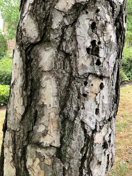 Austrian Pine bark