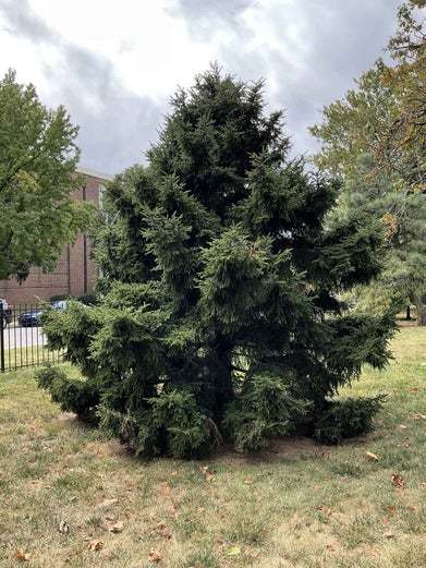 Oriental Spruce summer