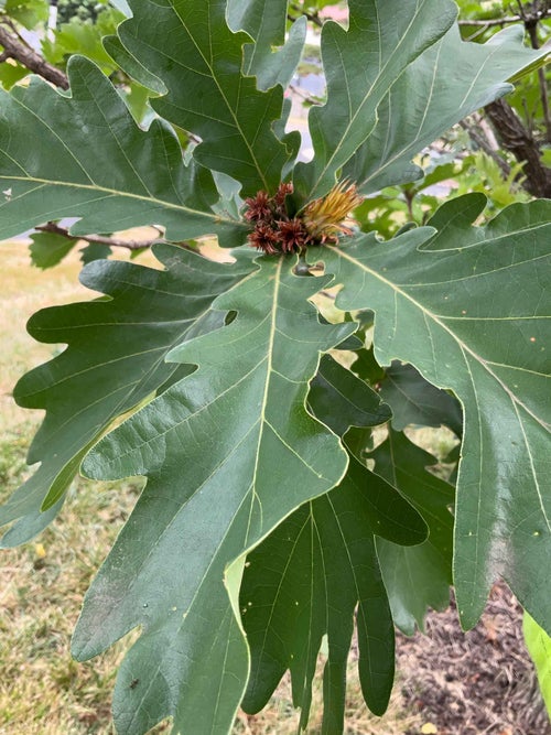 Daimyo Oak leaf