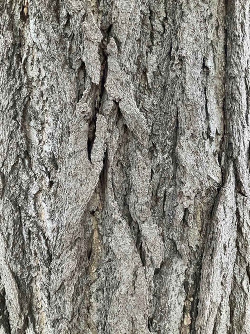 Ginkgo bark