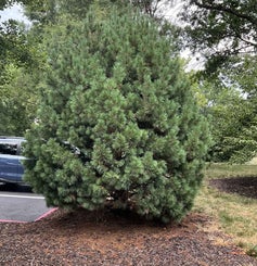 Swiss Stone Pine summer 1