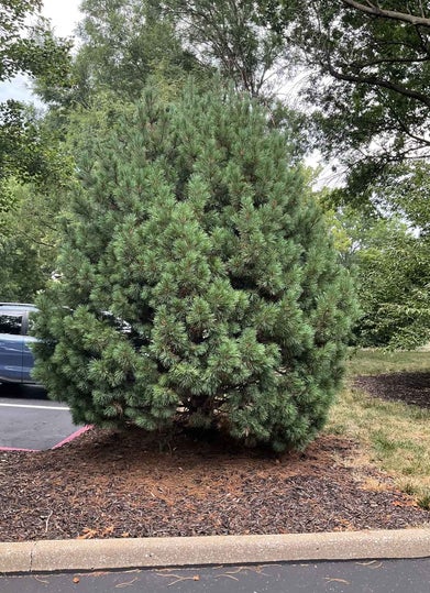 Swiss Stone Pine summer 1