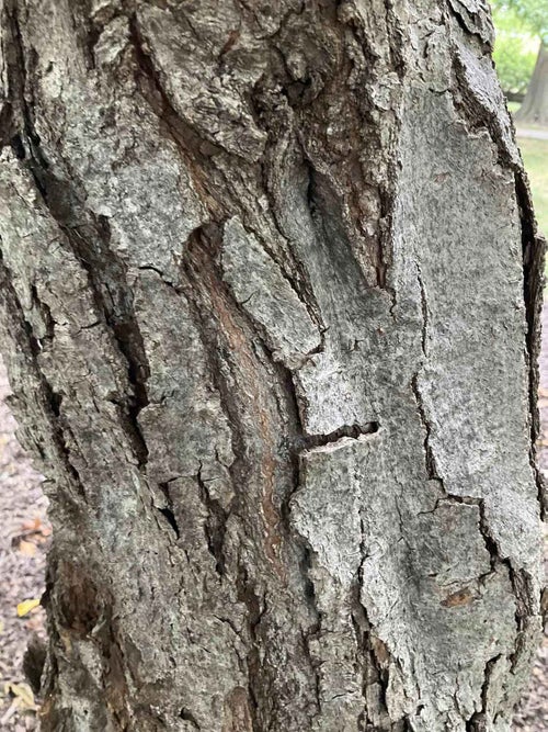 American Hornbeam; Musclewood; Blue Beech; Water Beech bark