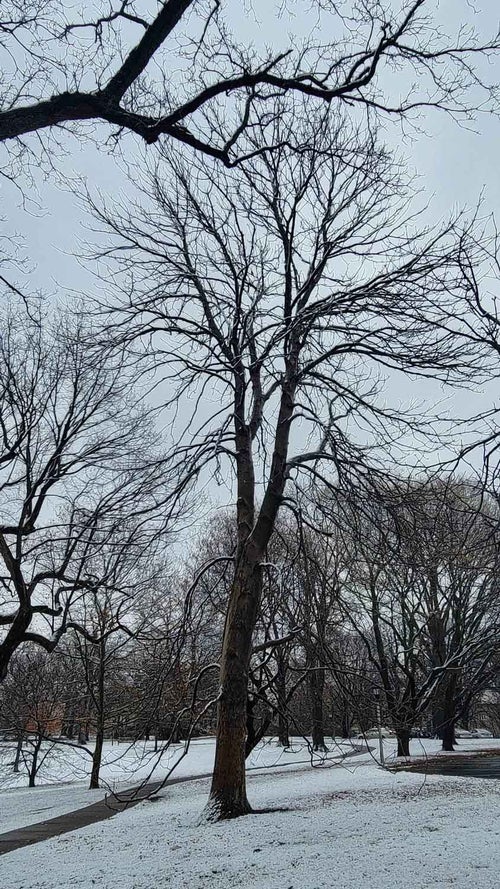 Yellow Buckeye winter