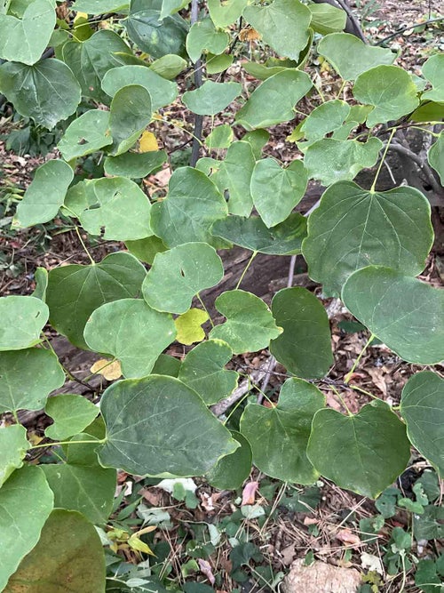 Redbud leaf