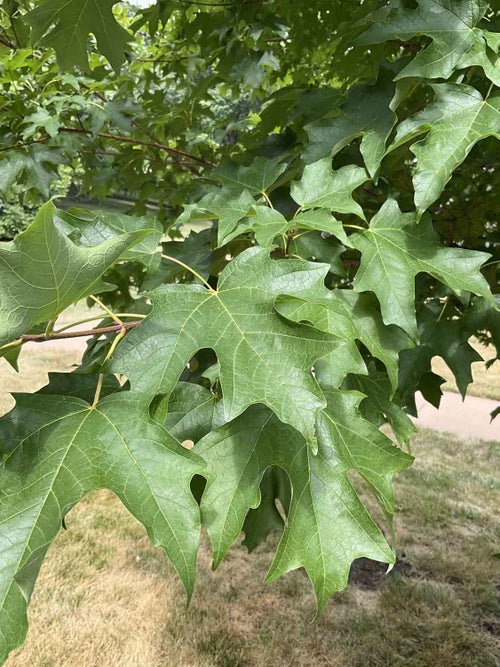 Sugar Maple leaf