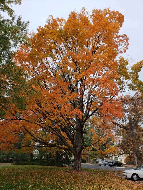 Sugar Maple fall