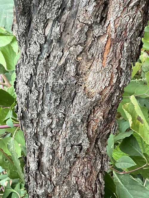 Redbud bark