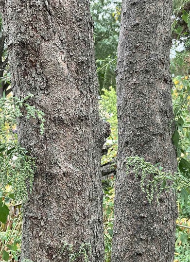 Washington Hawthorn bark