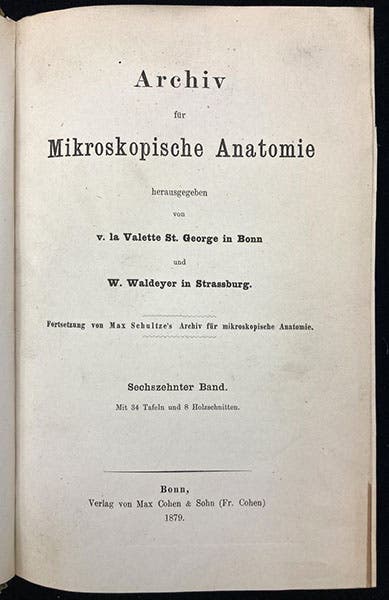 Title page of the journal in which Walther Flemming published his two important papers on chromatin and mitosis, Archiv für Mikroskopische Anatomie, vol 16, 1879 (The Linda Hall)