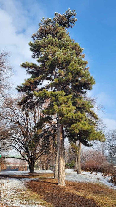 Austrian Pine winter