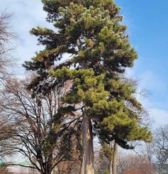 Austrian Pine winter