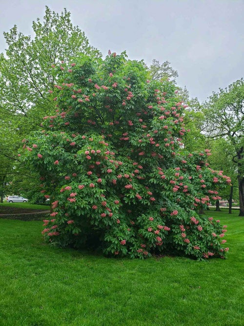 Red Horsechestnut spring