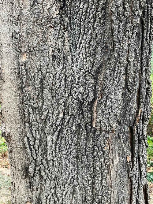 Sugar Maple bark