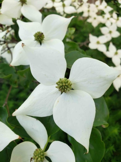 Kousa Dogwood flower