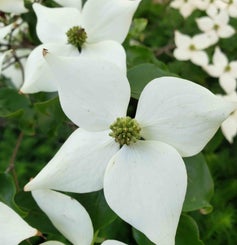 Kousa Dogwood flower