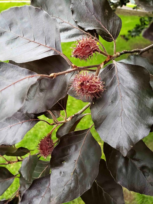 European Beech fruit