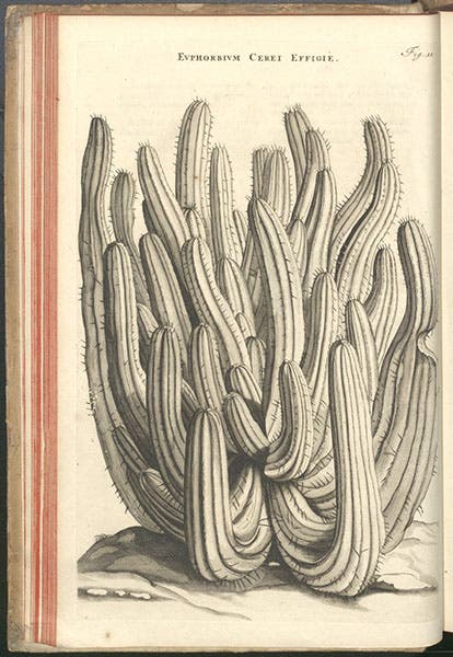 Euphorbium cerei, an African cactus, engraving after Jan or Maria Moninckx, Horti medici amstelodamensis, by Jan Commelin, vol. 1, fig. 11, 1697 (Linda Hall Library)