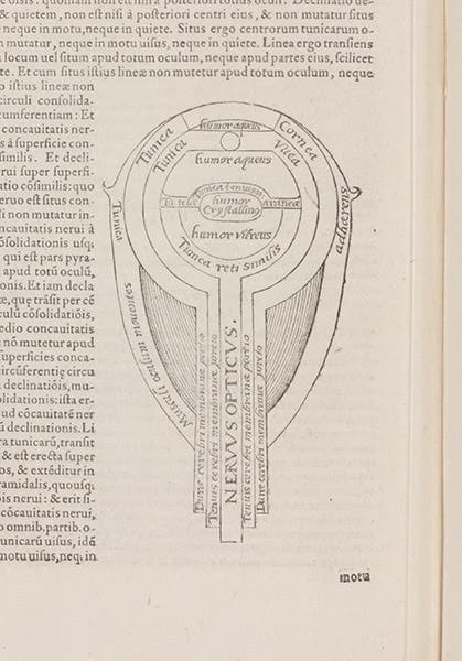 Diagram of the eye, detail of p.6 of text, Opticae Thesaurus, by Ibn al-Haytham, 1572 (The Linda Hall)