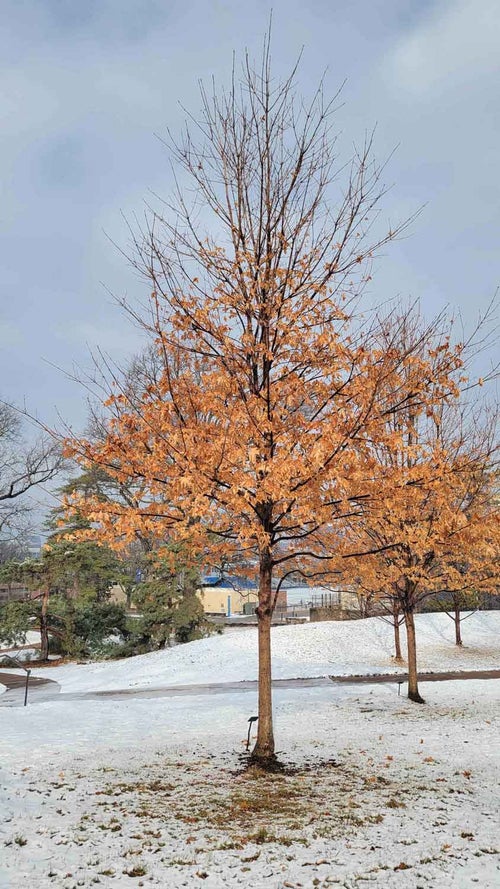 Sugar Maple winter