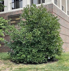 Betty Magnolia summer