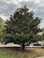 Southern Magnolia summer