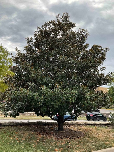 Southern Magnolia summer