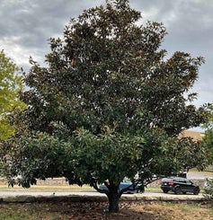 Southern Magnolia summer