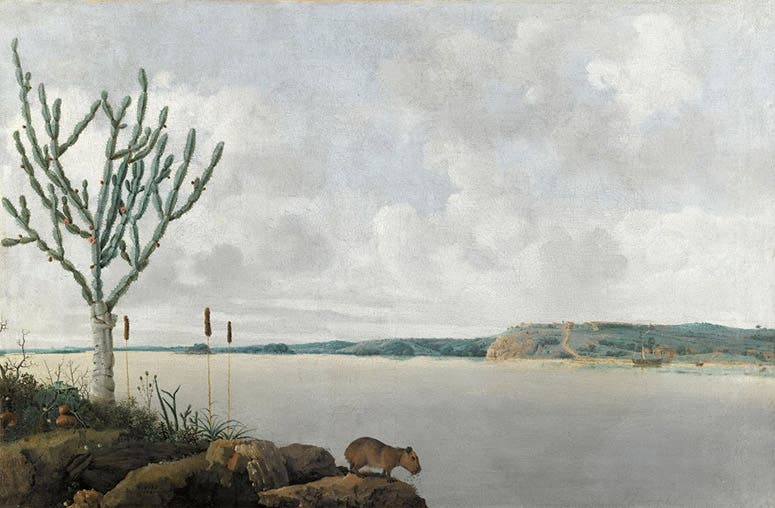 Sao Francisco River and Fort Maurits, landscape of Brazil (with capybara), oil on wood, by Frans Post, 1638, Louvre (Wikimedia commons)