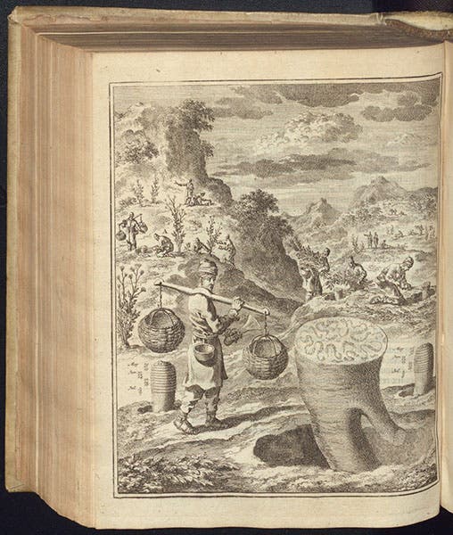 Harvest of resin from Asafetida root, Persia, etching, Amoenitatem exoticarum, by Engelbert Kaempfer, p. 548, 1712 (The Linda Hall)