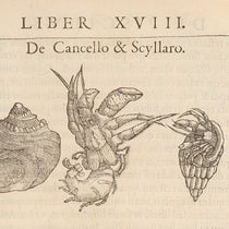 Hermit crab, woodcut, Libri de piscibus marinis, by Guillaume Rondelet, vol. 1, p. 553, 1554-55 (The Linda Hall)