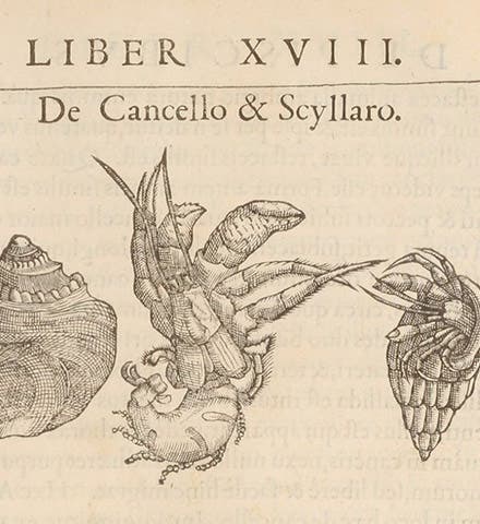 Hermit crab, woodcut, Libri de piscibus marinis, by Guillaume Rondelet, vol. 1, p. 553, 1554-55 (The Linda Hall)