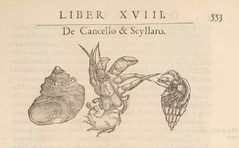Hermit crab, woodcut, Libri de piscibus marinis, by Guillaume Rondelet, vol. 1, p. 553, 1554-55 (The Linda Hall)
