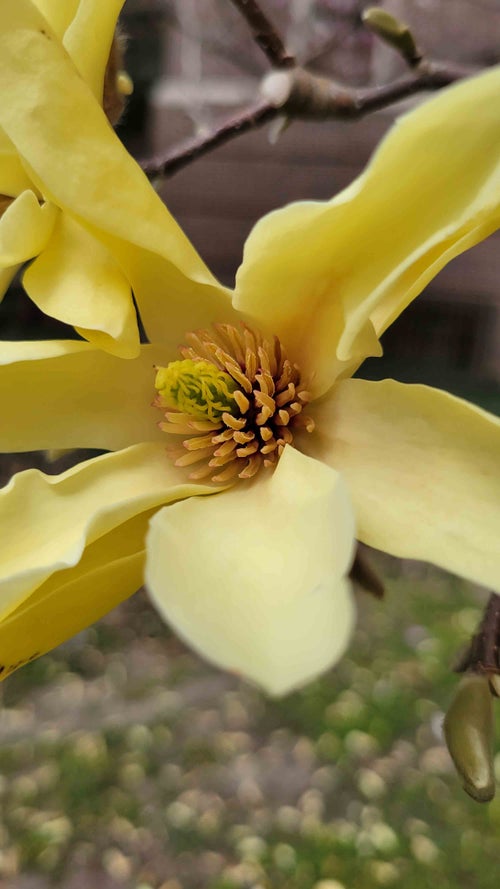 Butterflies Magnolia flower