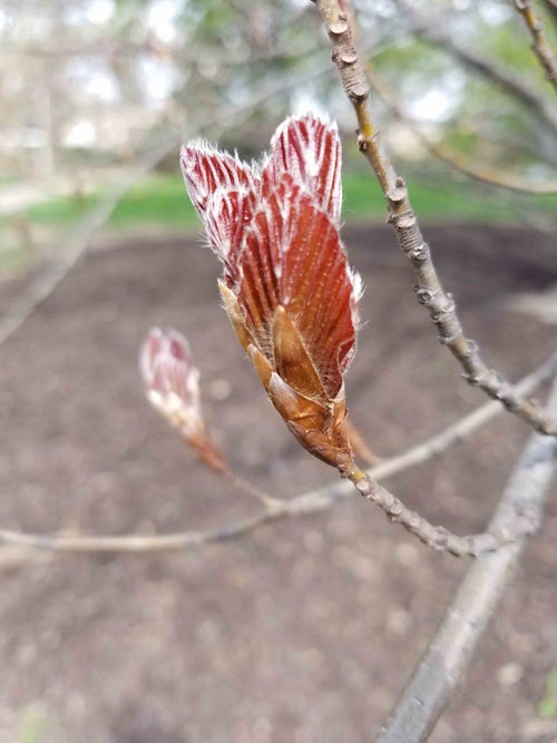 European Beech leaf bud