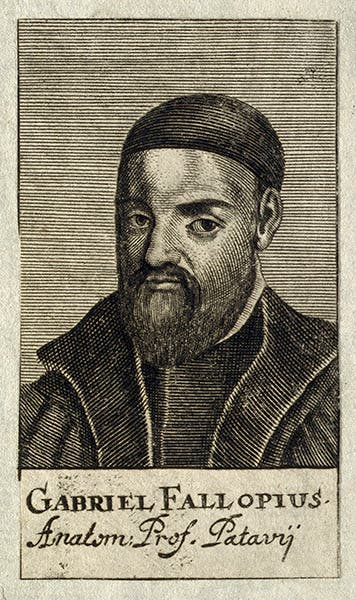 Portrait of Gabriele Falloppio, engraving, 1688, Wellcome Collecion (Wikimedia commons)