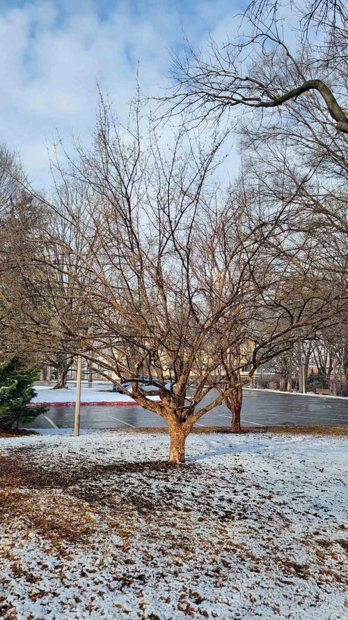 Corneliancherry Dogwood winter